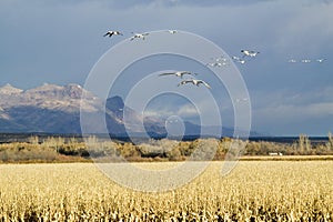 Snow geese fly over corn field at the Bosque del Apache National Wildlife Refuge, near San Antonio and Socorro, New Mexico photo