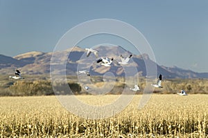 Snow geese fly over cornfield over the Bosque del Apache National Wildlife Refuge at sunrise, near San Antonio and Socorro, New Me photo