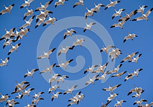 Snow Geese Fly Overhead with a Blue Sky Background in Spring