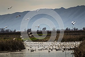 Snow geese fly-in, Sacramento National Wildlife Refuge