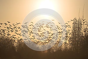 Snow geese flying