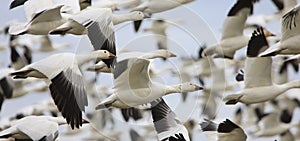 Snow Geese Flying photo