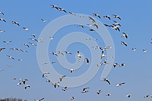 Snow geese flying and blue sky