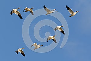 Snow Geese Flying in Formation