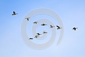 Snow geese flying in formation