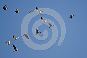 Snow Geese Flying with Greater White-Fronted Geese in a Blue Sky