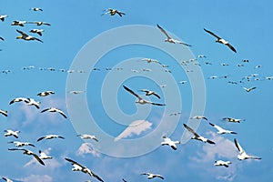 Snow Geese Flying Mount Baker Skagit Valley Washington