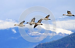 Snow Geese Flying Mountains Skagit Valley Washington photo