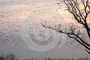 Snow Geese flying over foggy lake in spring