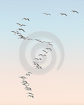 Snow geese flying in S formation