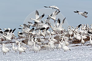 Snow Geese Flying From Snowy Hillside