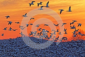 Snow Geese Flying at Sunrise