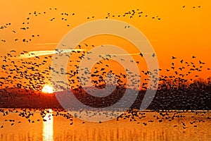 Snow Geese Flying at Sunrise