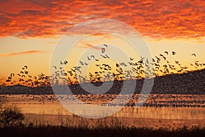 Snow Geese Flying at Sunrise