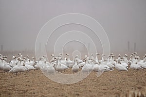 Snow Geese in the Fog