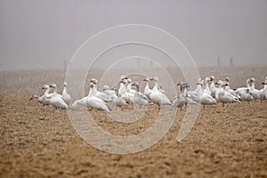 Snow Geese in the Fog