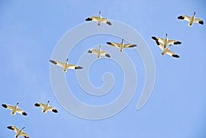 Snow Geese Formation