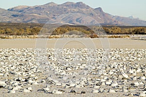 Snow geese on frozen field at the Bosque del Apache National Wildlife Refuge, near San Antonio and Socorro, New Mexico photo