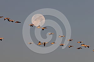 Snow geese and full moon  Bernardo Waterfowl Area Ã¢â¬â Bosque, New Mexico USA