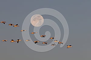 Snow geese and full moon  Bernardo Waterfowl Area Ã¢â¬â Bosque, New Mexico USA