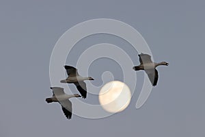 Snow geese and full moon  Bernardo Waterfowl Area Ã¢â¬â Bosque, New Mexico USA