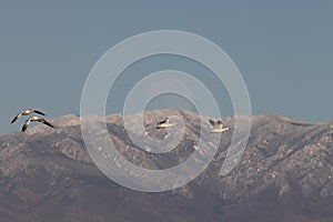 Snow geese and full moon  Bernardo Waterfowl Area â€“ Bosque, New Mexico USA