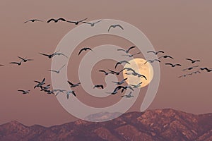 Snow geese and full moon  Bernardo Waterfowl Area â€“ Bosque, New Mexico USA