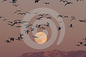 Snow geese and full moon  Bernardo Waterfowl Area â€“ Bosque, New Mexico USA