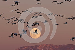 Snow geese and full moon  Bernardo Waterfowl Area â€“ Bosque, New Mexico USA