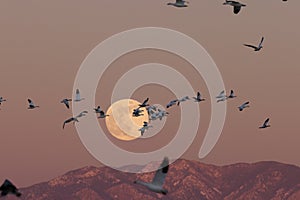 Snow geese and full moon  Bernardo Waterfowl Area â€“ Bosque, New Mexico USA