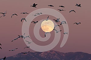 Snow geese and full moon  Bernardo Waterfowl Area â€“ Bosque, New Mexico USA