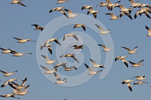 Snow geese and full moon  Bernardo Waterfowl Area â€“ Bosque, New Mexico USA