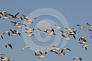 Snow geese and full moon  Bernardo Waterfowl Area â€“ Bosque, New Mexico USA