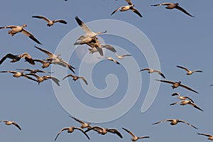 Snow geese and full moon  Bernardo Waterfowl Area â€“ Bosque, New Mexico USA