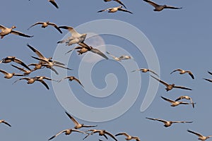 Snow geese and full moon  Bernardo Waterfowl Area â€“ Bosque, New Mexico USA