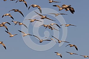 Snow geese and full moon  Bernardo Waterfowl Area â€“ Bosque, New Mexico USA