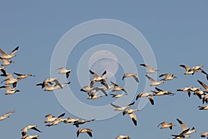 Snow geese and full moon  Bernardo Waterfowl Area â€“ Bosque, New Mexico USA