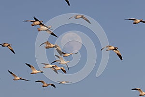 Snow geese and full moon  Bernardo Waterfowl Area â€“ Bosque, New Mexico USA