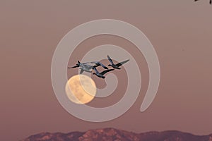 Snow geese and full moon  Bernardo Waterfowl Area â€“ Bosque, New Mexico USA