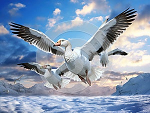 Snow geese and goslings in flight  Made With Generative AI illustration