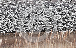 Snow geese & grass