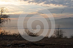 Snow geese on lake at sunrise