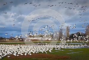 Garry Point Snowgeese Flocks photo