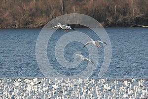 Snow Geese Landing