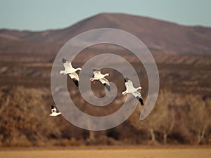 Snow geese landing