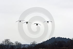 Snow Geese Landing in a field