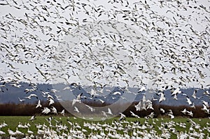 Snow Geese Landing in a field