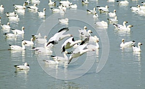 Snow geese