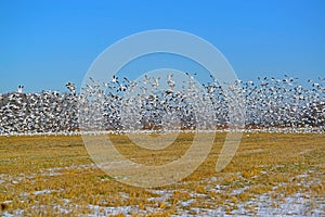 Snow Geese Lift Off