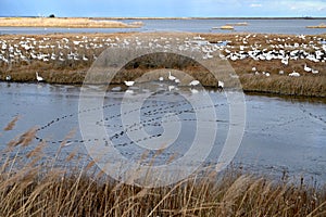 Snow Geese in Marsh